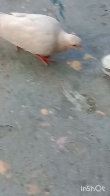 Beautiful pigeon @LEGEND_Pigeon_0#pigeon#trending#shortvideo#youtubeshorts#shorts#pigeonlifestyle смотреть онлайн