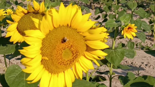 Подсолнечники, пчёлы и шмели смотреть онлайн