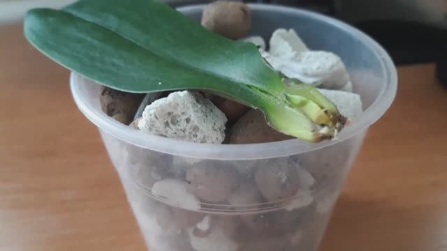 ЧТО ОСТАЛОСЬ от орхидеи ЛАС ВЕГАС #фаленопсис #орхидея #посылка #ласвегас #гнильнаорхидеях смотреть онлайн