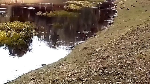 Курочка ... ВОДЯНА. :—О смотреть онлайн