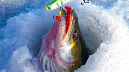 Тут СУДАК СТОИТ СЛОЯМИ! СТОЛЬКО СУДАКА Я ЕЩЁ НЕ ВИДЕЛ! Рыбалка на судака с эхолотом Калипсо