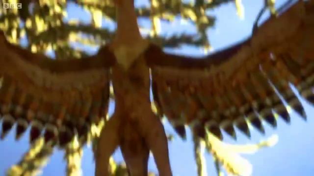 Sinornithosaurus Millenii - El Dinosaurio Venenoso - DinoPedias смотреть онлайн