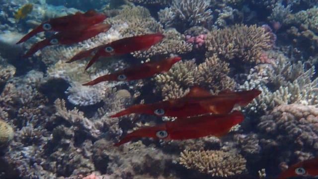 дюжина кальмаров смотреть онлайн