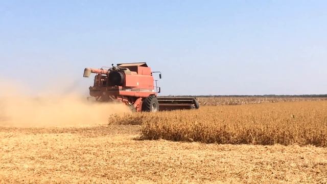 Уборка сои комбайном Case IH 2388 смотреть онлайн