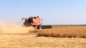 Уборка сои комбайном Case IH 2388