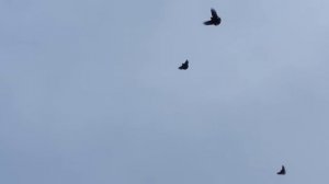 Ждановские голуби Грубич Виталика 2