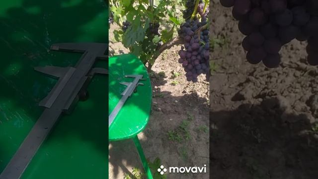 Подарок Несветая смотреть онлайн