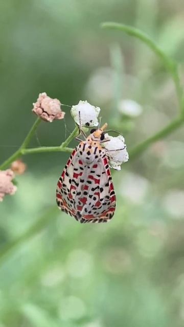 Beautiful Butterfly | Macro Photography | Mobile Photography | Beauty Everywhere #shorts смотреть онлайн
