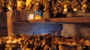 Вывод маток Часть 2  Китайский шпатель