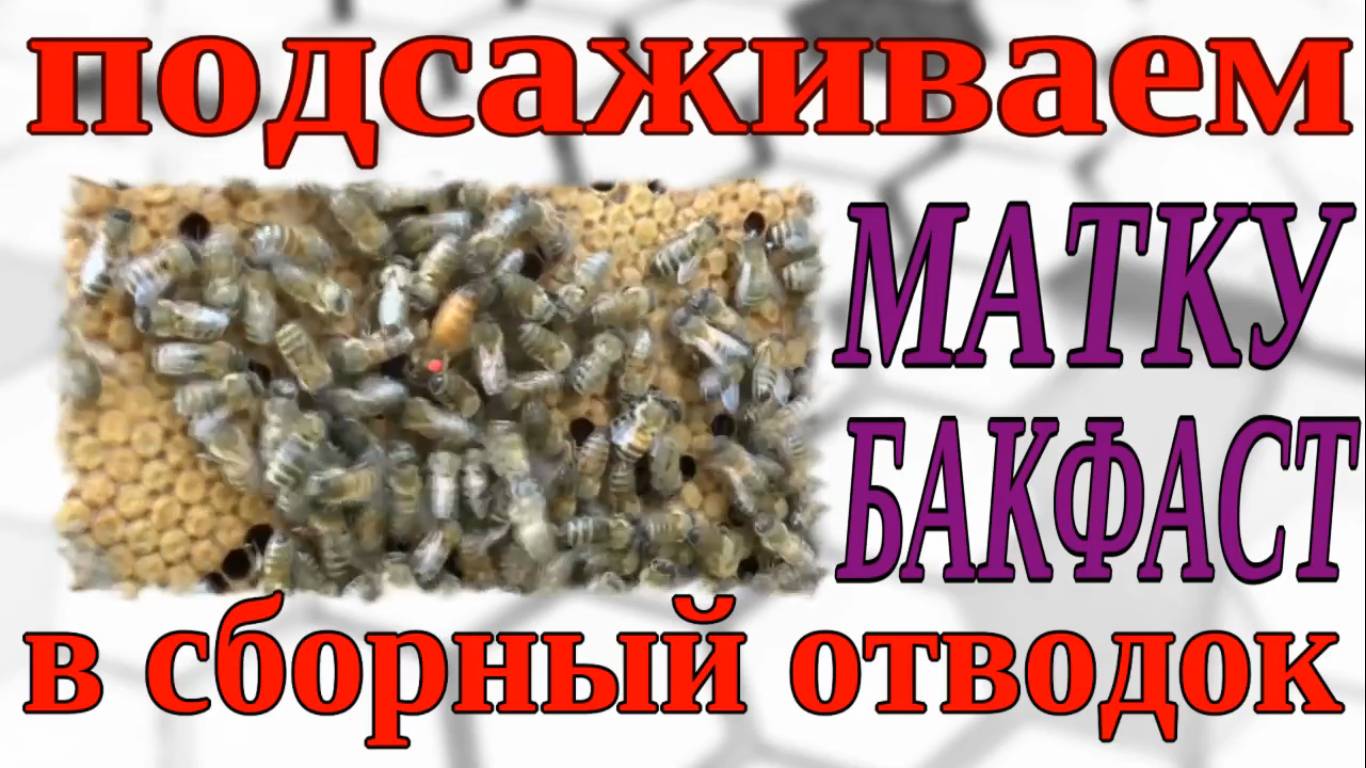 ПОДСАЖИВАЕМ МАТКУ. КАК ПОДСАДИТЬ МАТКУ. ПОДСАДКА ПЛОДНОЙ МАТКИ. смотреть онлайн