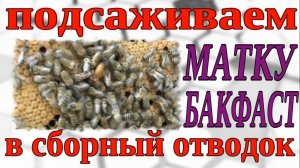 ПОДСАЖИВАЕМ МАТКУ. КАК ПОДСАДИТЬ МАТКУ. ПОДСАДКА ПЛОДНОЙ МАТКИ.