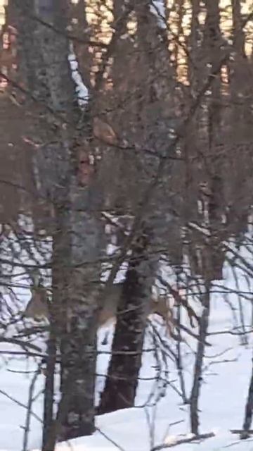 Косули середина марта смотреть онлайн