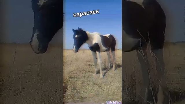 караозек байрам казакбаев смотреть онлайн