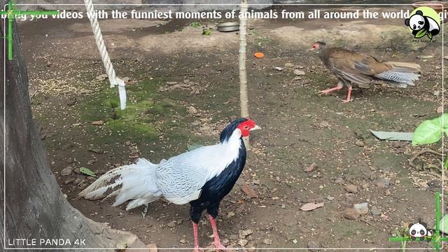 Cute Little Farm Animal Sounds - Dairy Cow, Duck, Civet, Stork | Animal moments смотреть онлайн