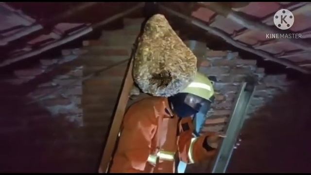 Evakuasi dan pemusnahan sarang tawon vespa affinis di dalam rumah warga tgl. 10/11/20 смотреть онлайн