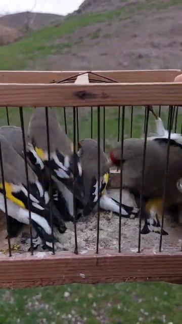 Мы выпустили птиц в природу 2022 седоголовый щегол#jilguero #goldfinch #carduelis #brids #shorts смотреть онлайн