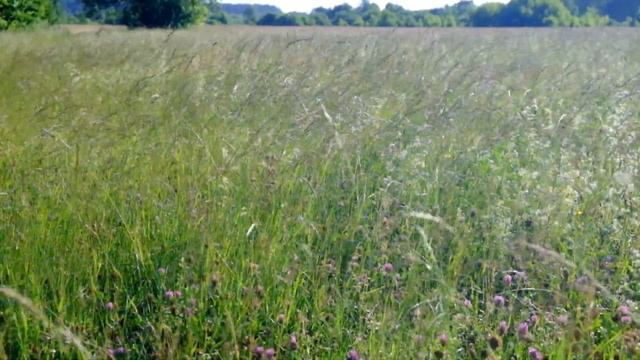 Можно ли беззаботно управлять природой? смотреть онлайн