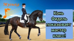 МИКС / Настоящая выездка лошади! / Лошадь и музыка