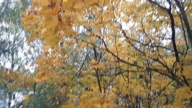 #кошка #питомец // Новости от Бусинки. Гуляем на балконе, следим за птичками. смотреть онлайн