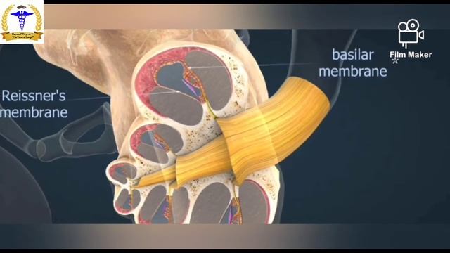 Mechanism of Hearing [ with 3D Model ] | Universal Telegram 1 🎓. смотреть онлайн