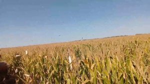 уборка кукурузы мтз 892 камбайн херсонец 200