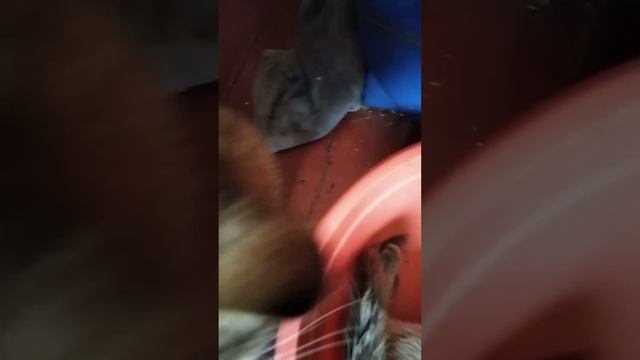 Новые развлечения кота Асяни... У кота Асяни новое место для игр... смотреть онлайн