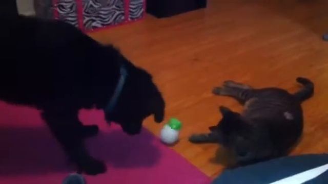 Cat vs dog playing with friskies pull n play смотреть онлайн
