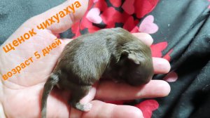 О, Боже ! Какой же он МАЛЕНЬКИЙ ! #супер_микро_чихуахуа_мини #ЩЕНОК_чихуахуа_МИНИ , возраст 5 ДНЕЙ