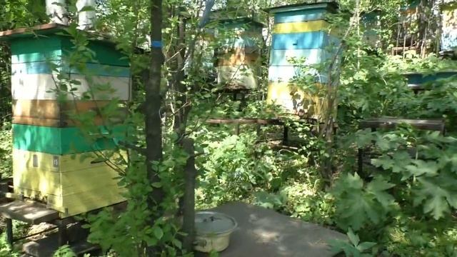 Как я применяю магазинные надставки на пасеке смотреть онлайн