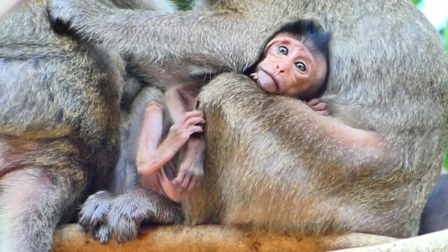 Because s-cared of falling down!! Smart baby monkey Masha struggles to hug mom Messi very h-ard. смотреть онлайн