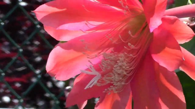 Epiphyllum by Brian Anderson, San Francisco 015 04 23 MVI 3449 смотреть онлайн