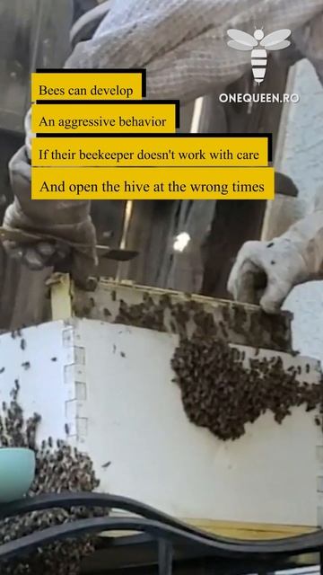 Bees can develop aggressive behavior if their beekeeper doesn't work with care 🧡 смотреть онлайн
