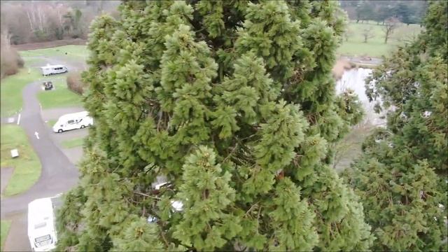 Sequoia tree crown survey with drone смотреть онлайн