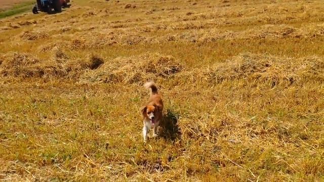 Тюкуємо солому.МТЗ-80+ Welger AP42 #мтз #welger смотреть онлайн