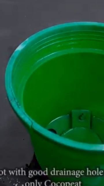 How to grow rose plant in pot смотреть онлайн