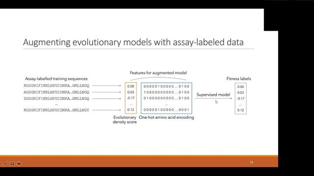 Learning Protein Fitness Models From Evolutionary And Experimental Data
