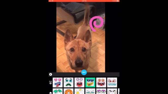 Creating a Gif using the IPad App Giphy Cam смотреть онлайн
