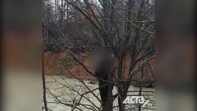 Странные звуки загнали сахалинца на дерево смотреть онлайн