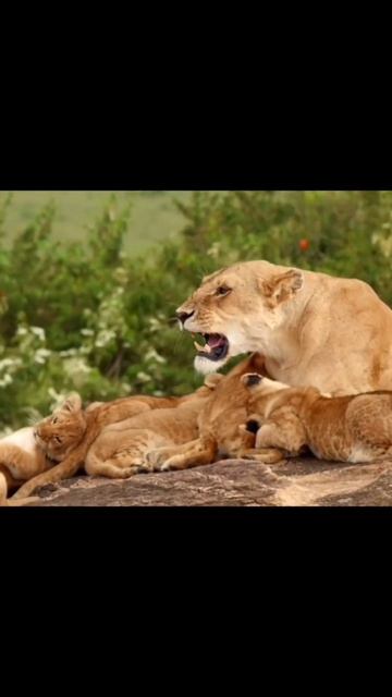 Lioness With Cute Baby. Please Follow Me For Wildlife Videos #lioness #lion #wildanimals #shorts #y