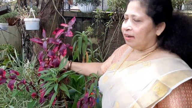 Croton Plants Collection Onam Special || Jasmine Jacob