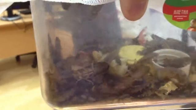 Стасики смотреть онлайн