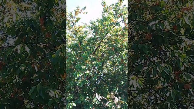 А у меня уже поспела черешня, вкусно #cutebaby смотреть онлайн