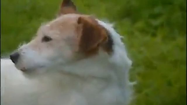 Dog Breeds - Jack russel terrier. Dogs 101 Animal Planet смотреть онлайн