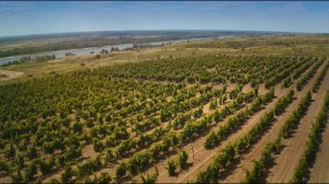 «Виноградарство и виноделие Дона. Исторический очерк»