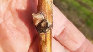 Когда открывать виноград, когда высаживать саженцы винограда в открытый грунт