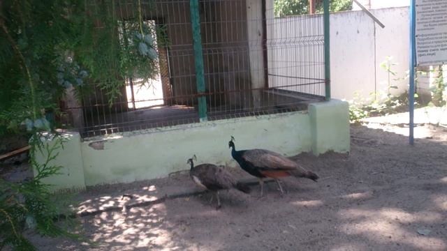 Гидроша грациозные павлины