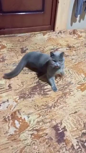 ЁЖ КОШКА. (ПОДОПЕЧНАЯ БЫВШАЯ). смотреть онлайн