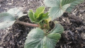 Первая обработка клубники от вредителей, обзор огорода после зимы.