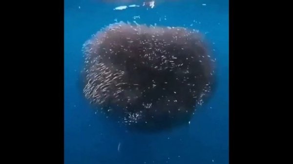 Обитатели морских глубин.Часть 2. Marine life