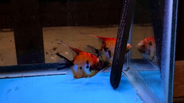 Proven Koi Angelfish Pair 4072 смотреть онлайн